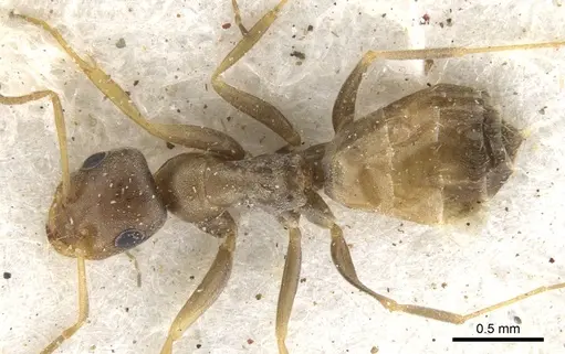 Tapinolepis trimenii specimen CASENT0903111 image casent0903111_1