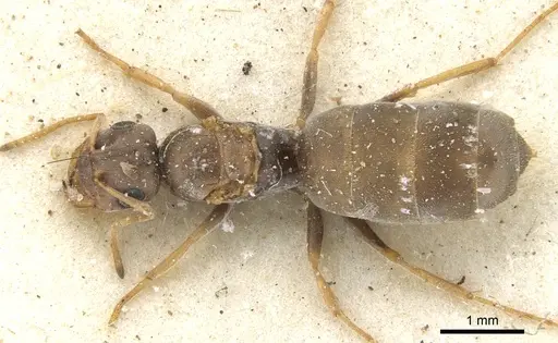 Tapinolepis trimenii specimen CASENT0903112 image casent0903112_1