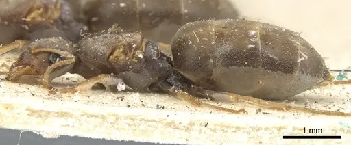 Tapinolepis trimenii specimen CASENT0903112 image casent0903112_3
