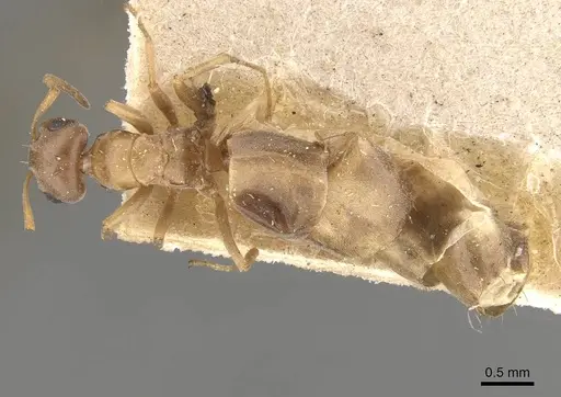 Tapinolepis trimenii specimen CASENT0909844 image casent0909844_1
