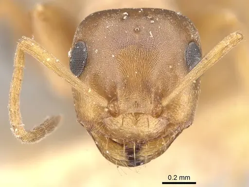 Tapinolepis trimenii specimen CASENT0909844 image casent0909844_2