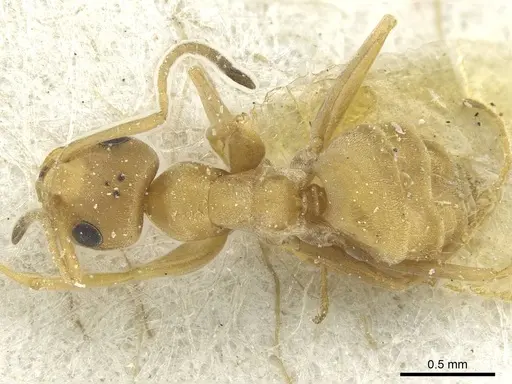 Tapinolepis trimenii specimen CASENT0912358 image casent0912358_1