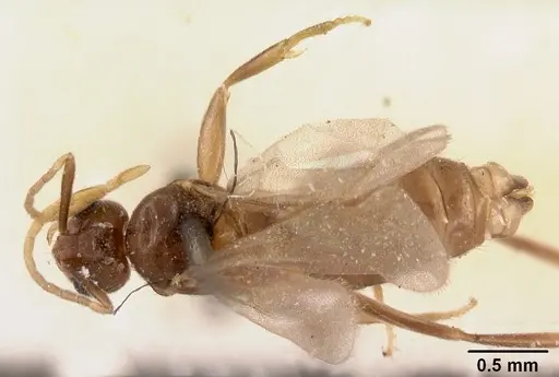 Tapinolepis tumidula specimen CASENT0102095 image casent0102095_1