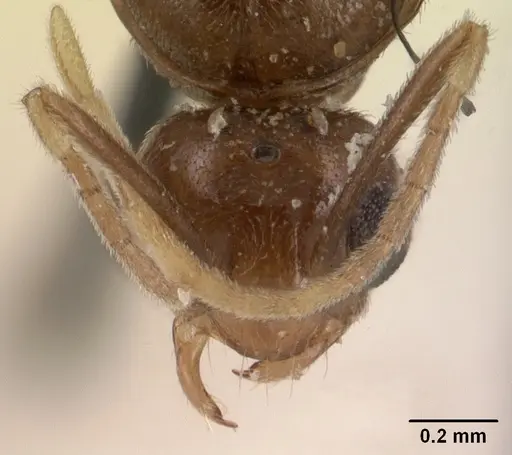 Tapinolepis tumidula specimen CASENT0102095 image casent0102095_2
