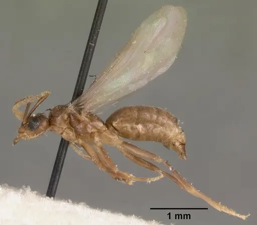 Tapinolepis tumidula specimen CASENT0102095 image casent0102095_4
