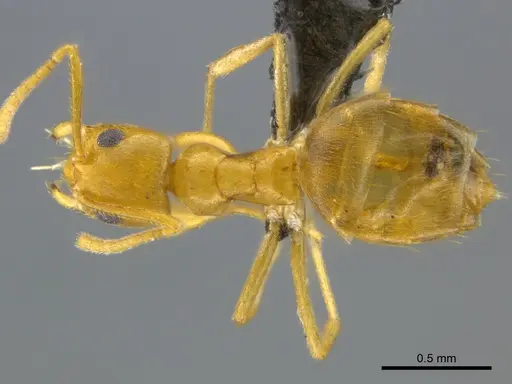 Tapinolepis tumidula specimen CASENT0250838 image casent0250838_1