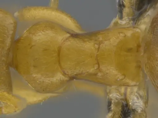 Tapinolepis tumidula specimen CASENT0250838 image casent0250838_2