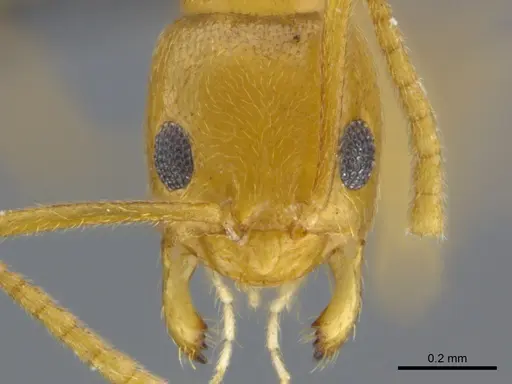 Tapinolepis tumidula specimen CASENT0250838 image casent0250838_3