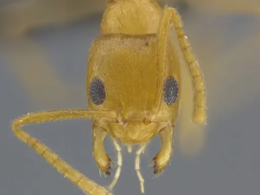 Tapinolepis tumidula specimen CASENT0250838 image casent0250838_4