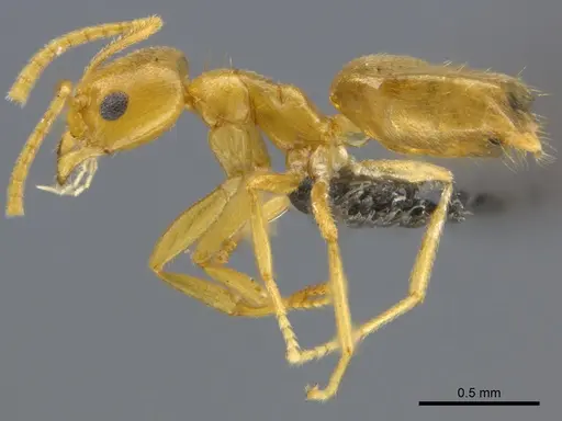 Tapinolepis tumidula specimen CASENT0250838 image casent0250838_5