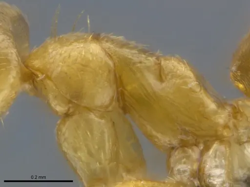 Tapinolepis tumidula specimen CASENT0250838 image casent0250838_6