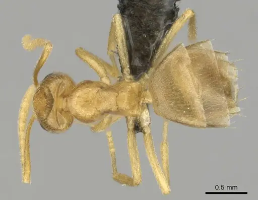 Tapinolepis tumidula specimen CASENT0250839 image casent0250839_1