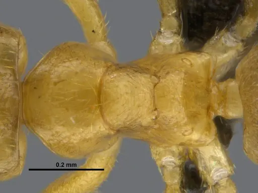 Tapinolepis tumidula specimen CASENT0250839 image casent0250839_2