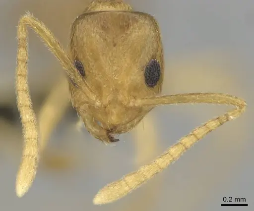 Tapinolepis tumidula specimen CASENT0250839 image casent0250839_4