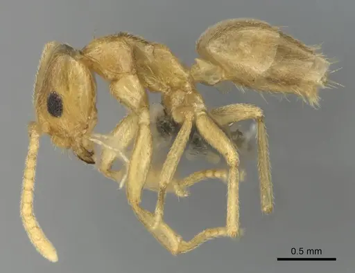 Tapinolepis tumidula specimen CASENT0250839 image casent0250839_5
