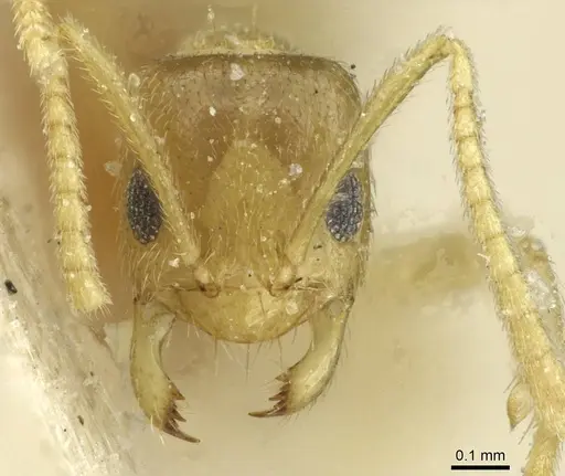 Tapinolepis tumidula specimen CASENT0912360 image casent0912360_2
