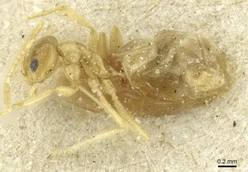 Tapinolepis tumidula specimen CASENT0912360 image casent0912360_3