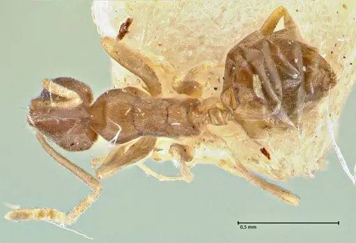 Tapinoma acuminatum specimen FOCOL2868 image focol2868_1