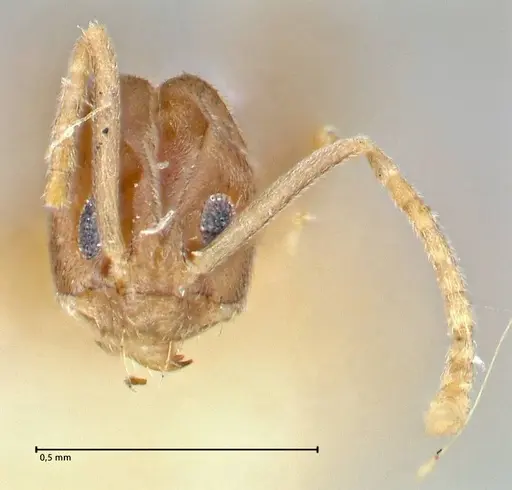 Tapinoma acuminatum specimen FOCOL2868 image focol2868_2