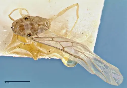 Tapinoma acuminatum specimen FOCOL2869 image focol2869_1