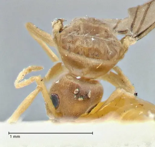 Tapinoma acuminatum specimen FOCOL2869 image focol2869_2