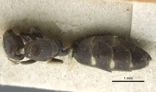 Tapinoma albomaculatum specimen CASENT0917130 image casent0917130_1