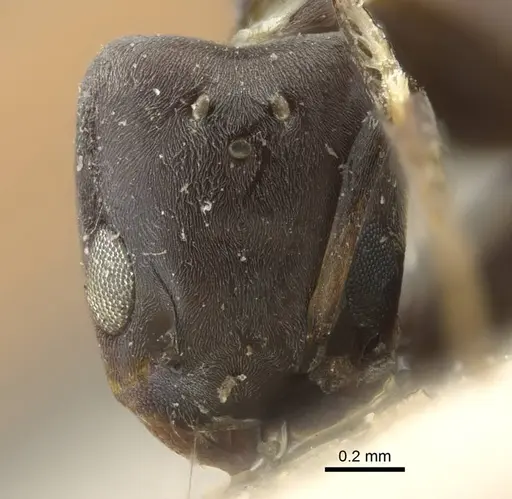 Tapinoma albomaculatum specimen CASENT0917130 image casent0917130_2