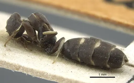 Tapinoma albomaculatum specimen CASENT0917130 image casent0917130_4