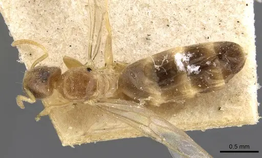 Tapinoma andamanense specimen CASENT0909765 image casent0909765_1