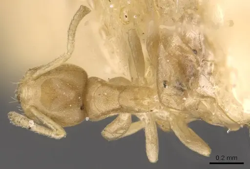 Tapinoma andamanense specimen CASENT0909766 image casent0909766_1