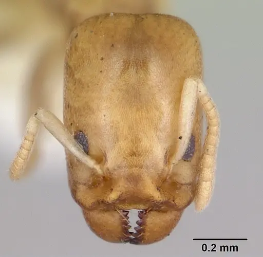 Tapinoma annandalei specimen CASENT0172851 image casent0172851_2