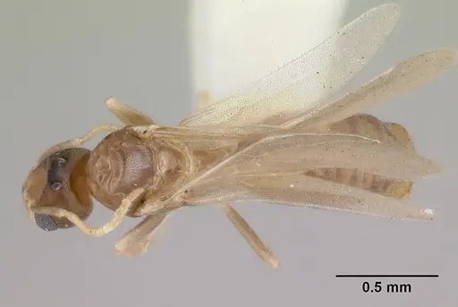 Tapinoma annandalei specimen CASENT0172852 image casent0172852_1