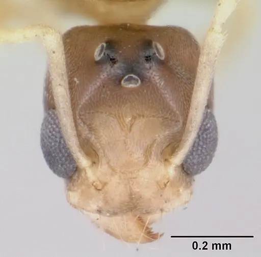 Tapinoma annandalei specimen CASENT0172852 image casent0172852_2