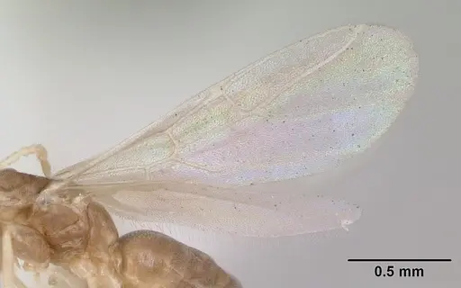 Tapinoma annandalei specimen CASENT0172852 image casent0172852_4