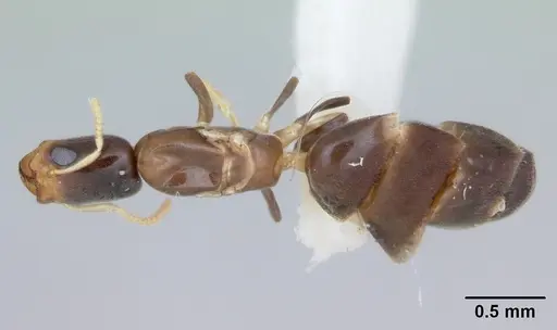 Tapinoma annandalei specimen CASENT0172855 image casent0172855_1
