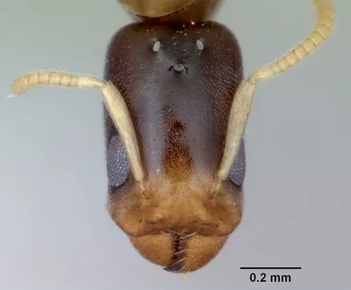 Tapinoma annandalei specimen CASENT0172855 image casent0172855_2
