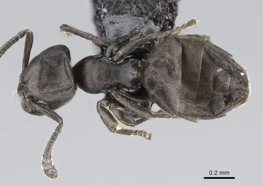 Tapinoma arnoldi specimen CASENT0822200 image casent0822200_1