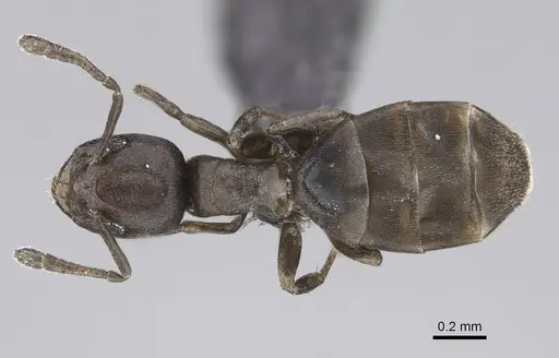 Tapinoma arnoldi specimen CASENT0822240 image casent0822240_1