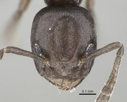 Tapinoma arnoldi specimen CASENT0822240 image casent0822240_2