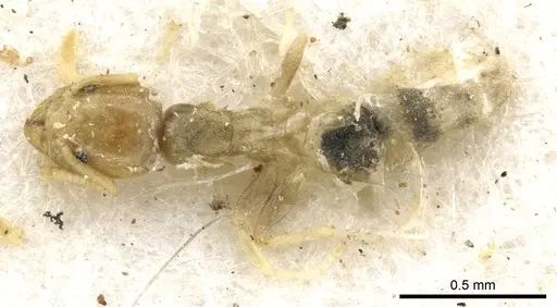 Tapinoma arnoldi specimen CASENT0903066 image casent0903066_1