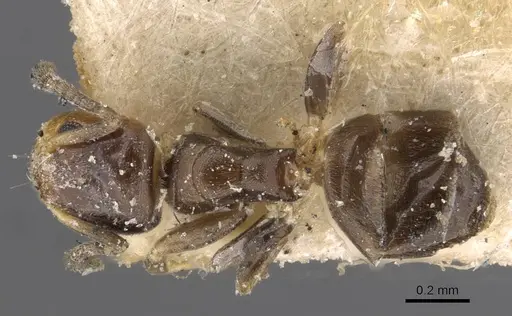 Tapinoma arnoldi specimen CASENT0909767 image casent0909767_1