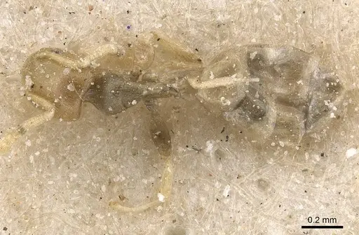 Tapinoma arnoldi specimen CASENT0911568 image casent0911568_1