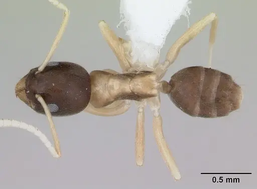 Tapinoma atriceps specimen CASENT0173743 image casent0173743_1