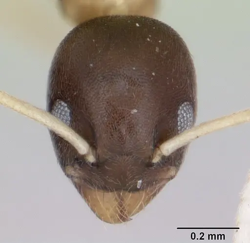 Tapinoma atriceps specimen CASENT0173743 image casent0173743_2