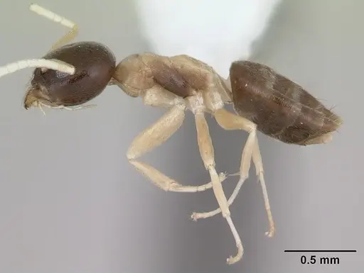 Tapinoma atriceps specimen CASENT0173743 image casent0173743_3