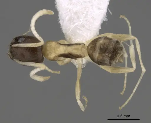 Tapinoma atriceps specimen CASENT0249759 image casent0249759_1