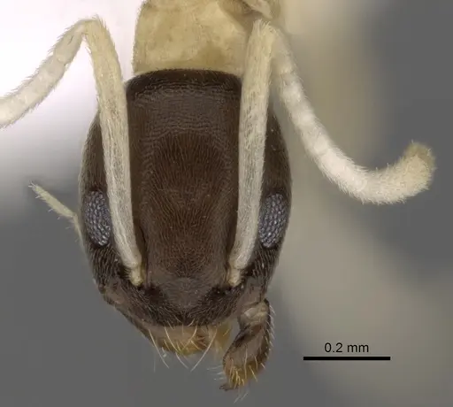 Tapinoma atriceps specimen CASENT0249759 image casent0249759_2