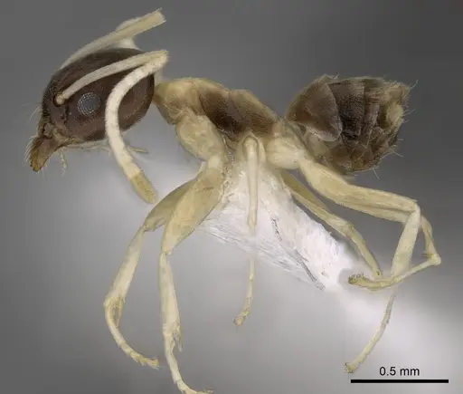 Tapinoma atriceps specimen CASENT0249759 image casent0249759_3