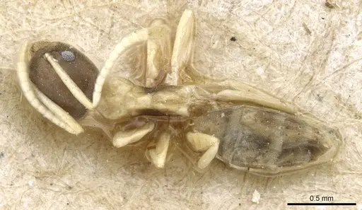 Tapinoma atriceps specimen CASENT0904029 image casent0904029_1