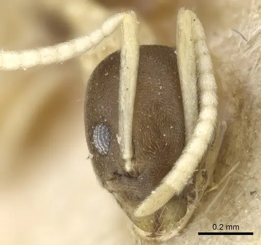 Tapinoma atriceps specimen CASENT0904029 image casent0904029_2